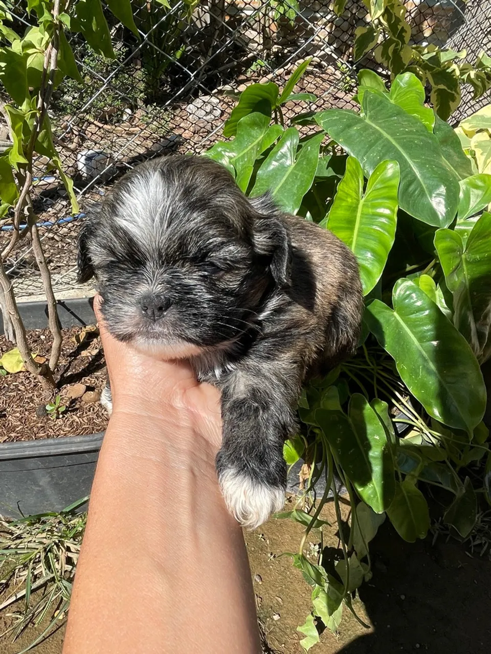Filhote Shih Tzu 