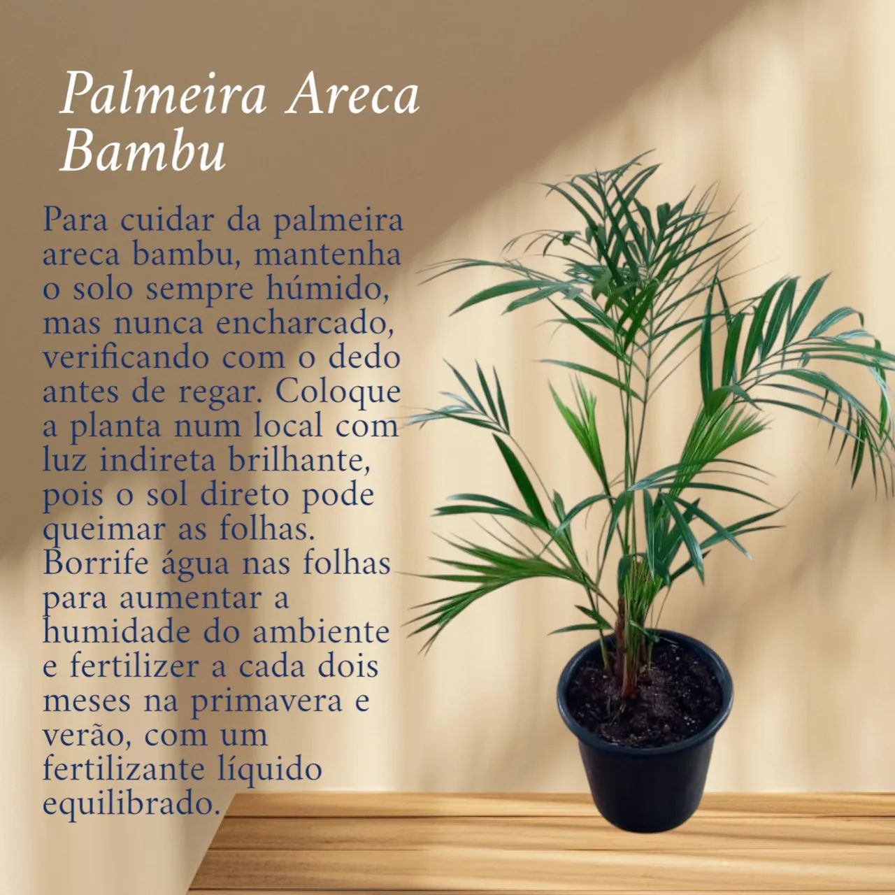 Bamboo Arc Palm Tree - Beautiful and Charming!