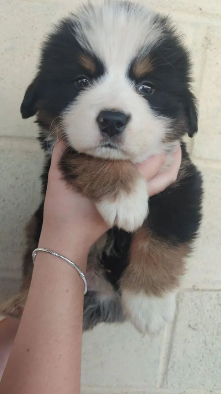 Bernese  - Foto 2