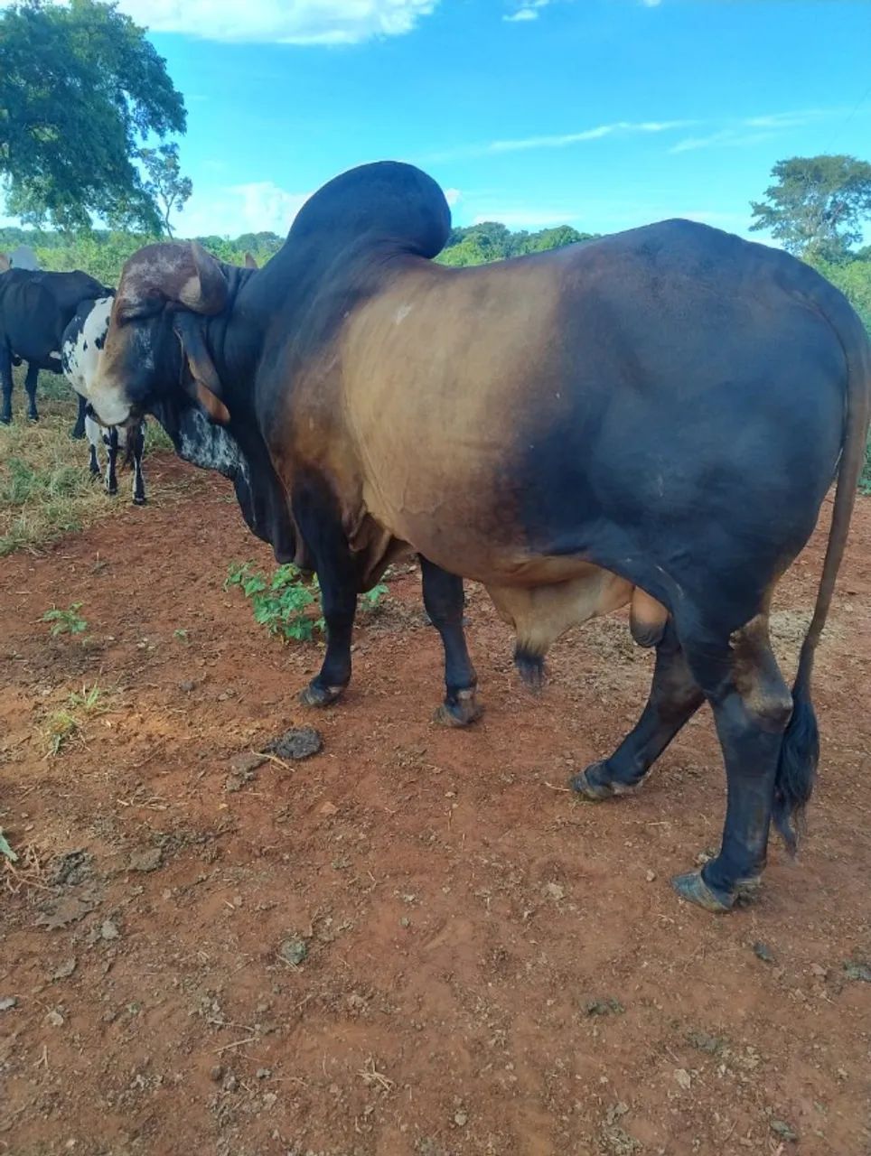 Vendo touro Gir leiteiro - Foto 5
