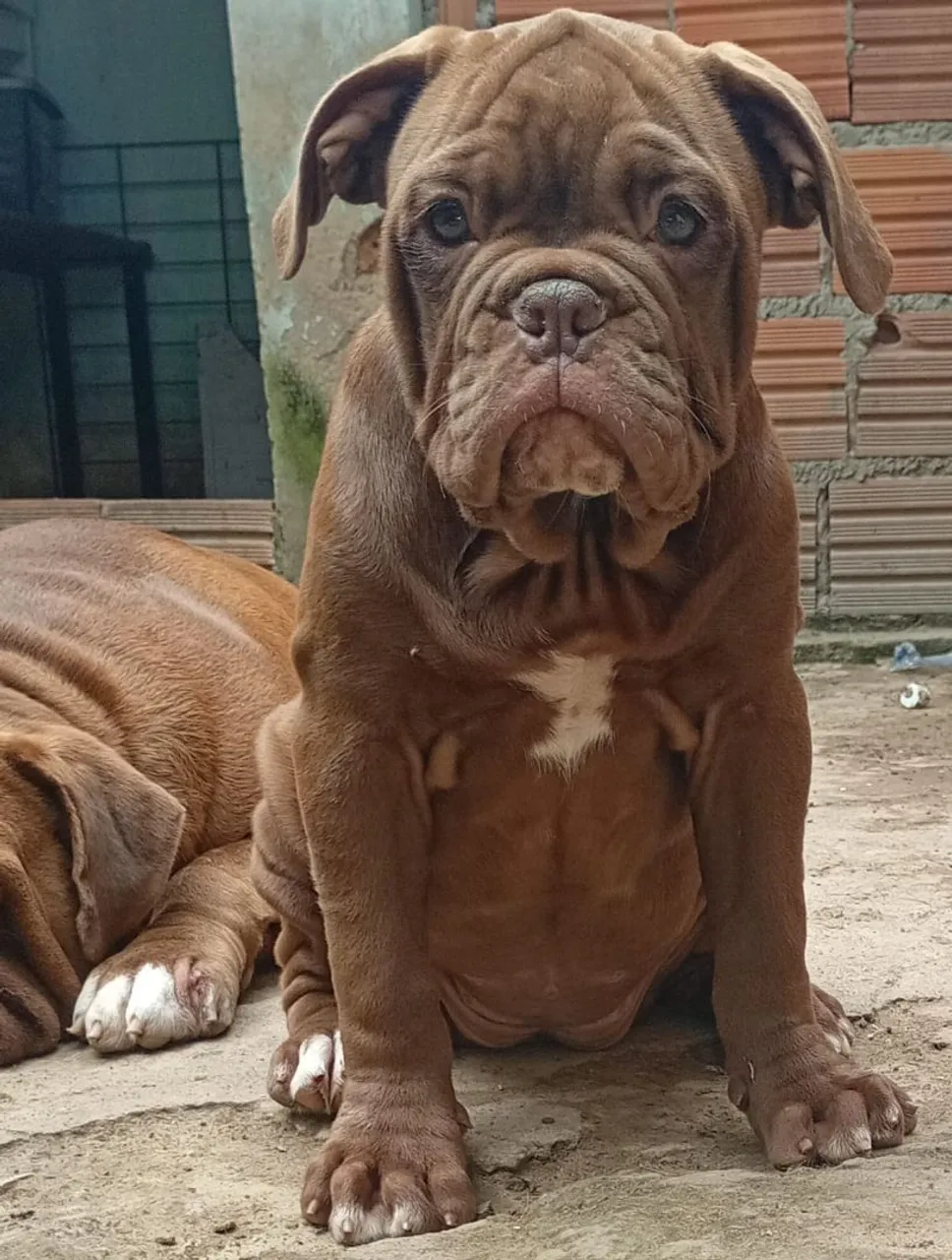Filhote de Bulldog inglês com pedigree