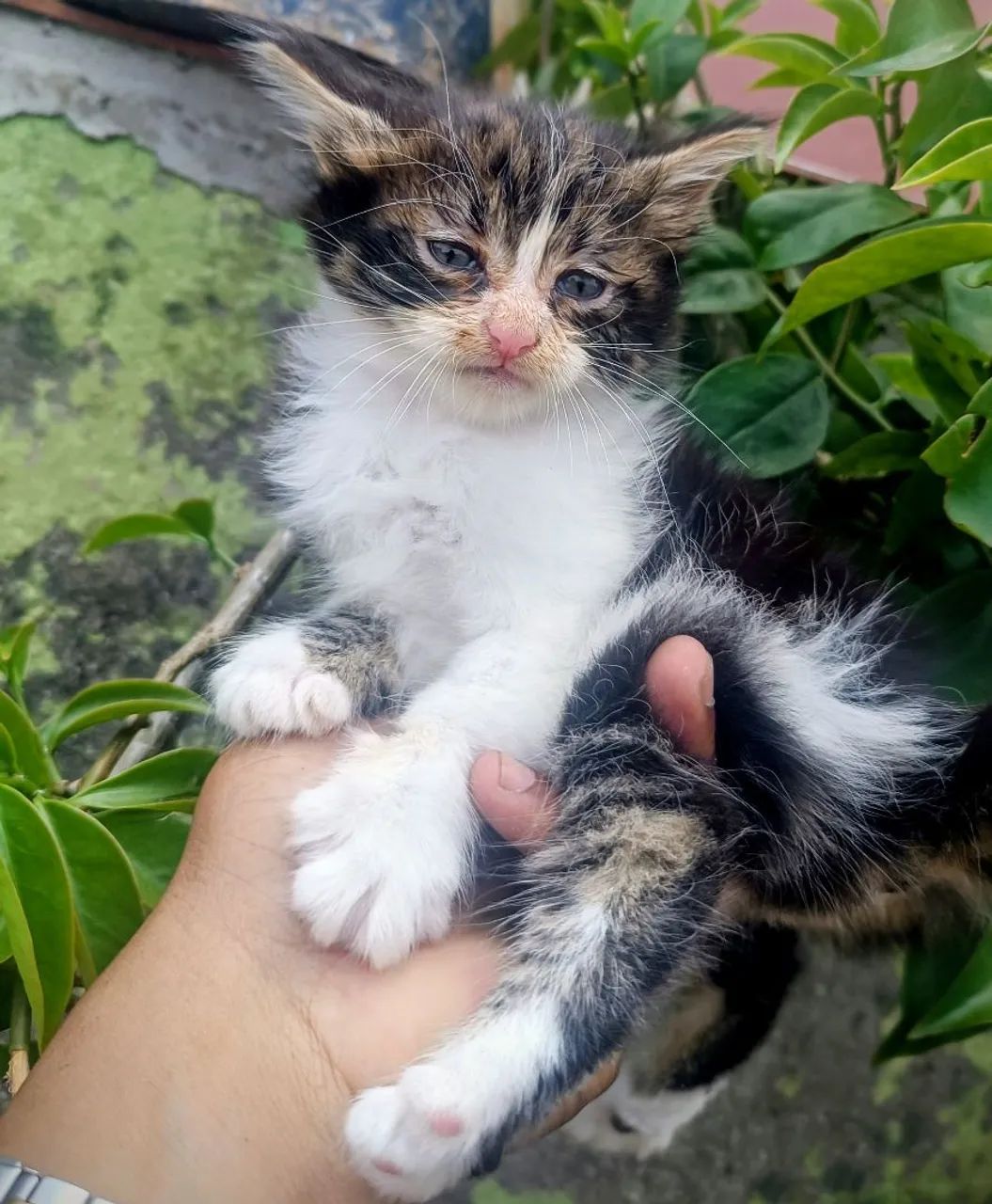Lindos filhotes de Maine Coon  - Foto 2