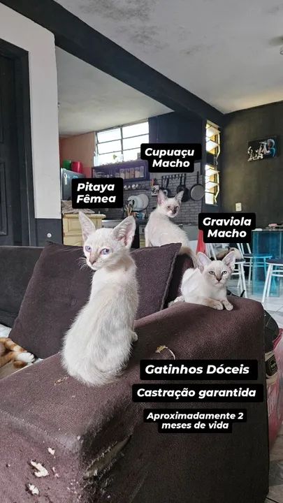 Gatinhos Dóceis  - 2 Meses castração garantida