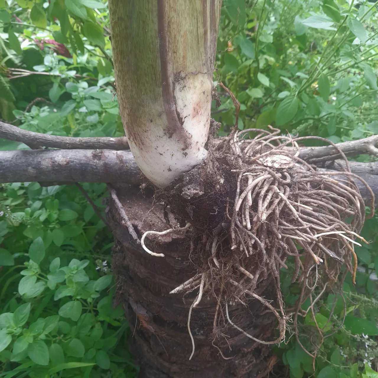 Alocacia Orelha de Elefante (bulbo). Planta muito procurada na decoração interna/externa