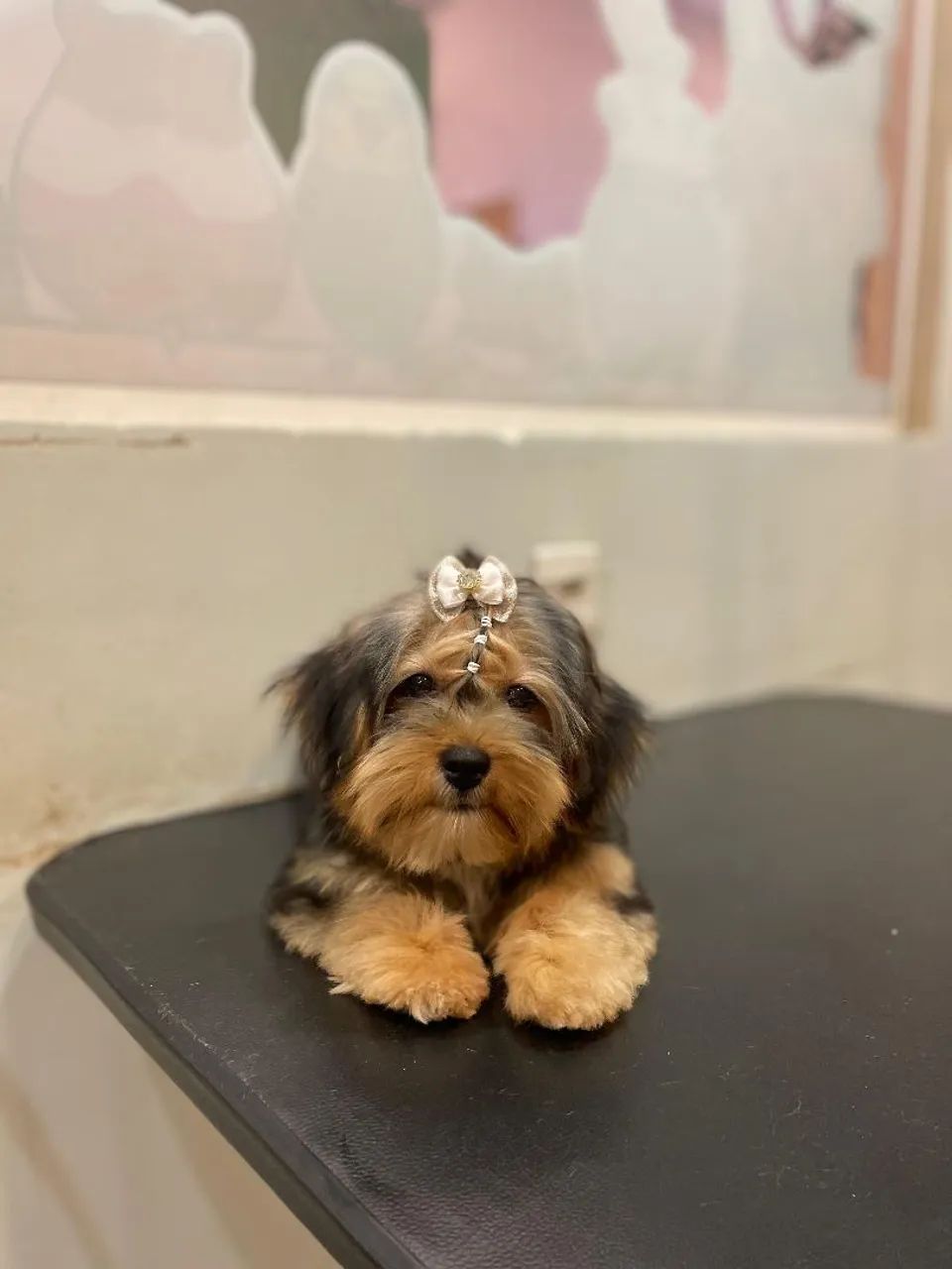 Filhote Yorkshire Terrier - Foto 4