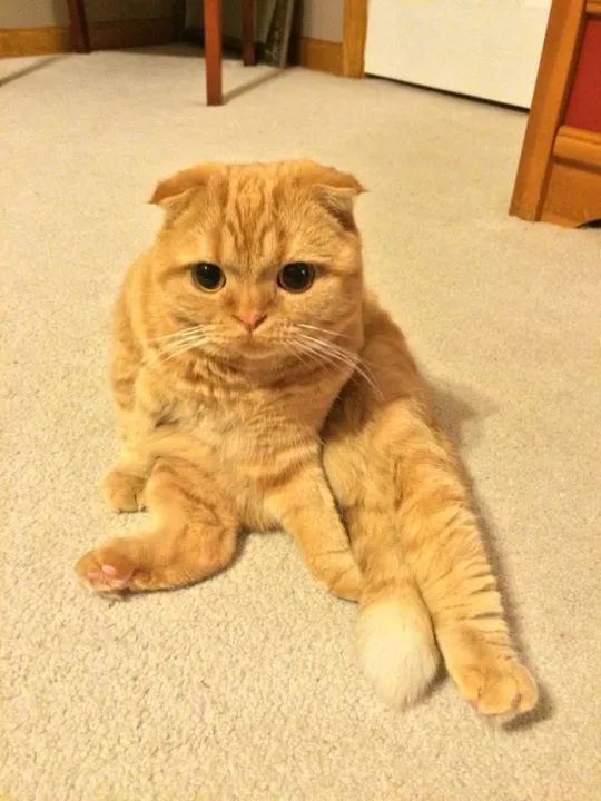 Scottish Fold Filhote Fofo na Cor Red - Foto 2