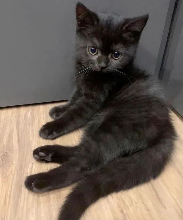 Angora Filhotes na Cor preto - Foto 2