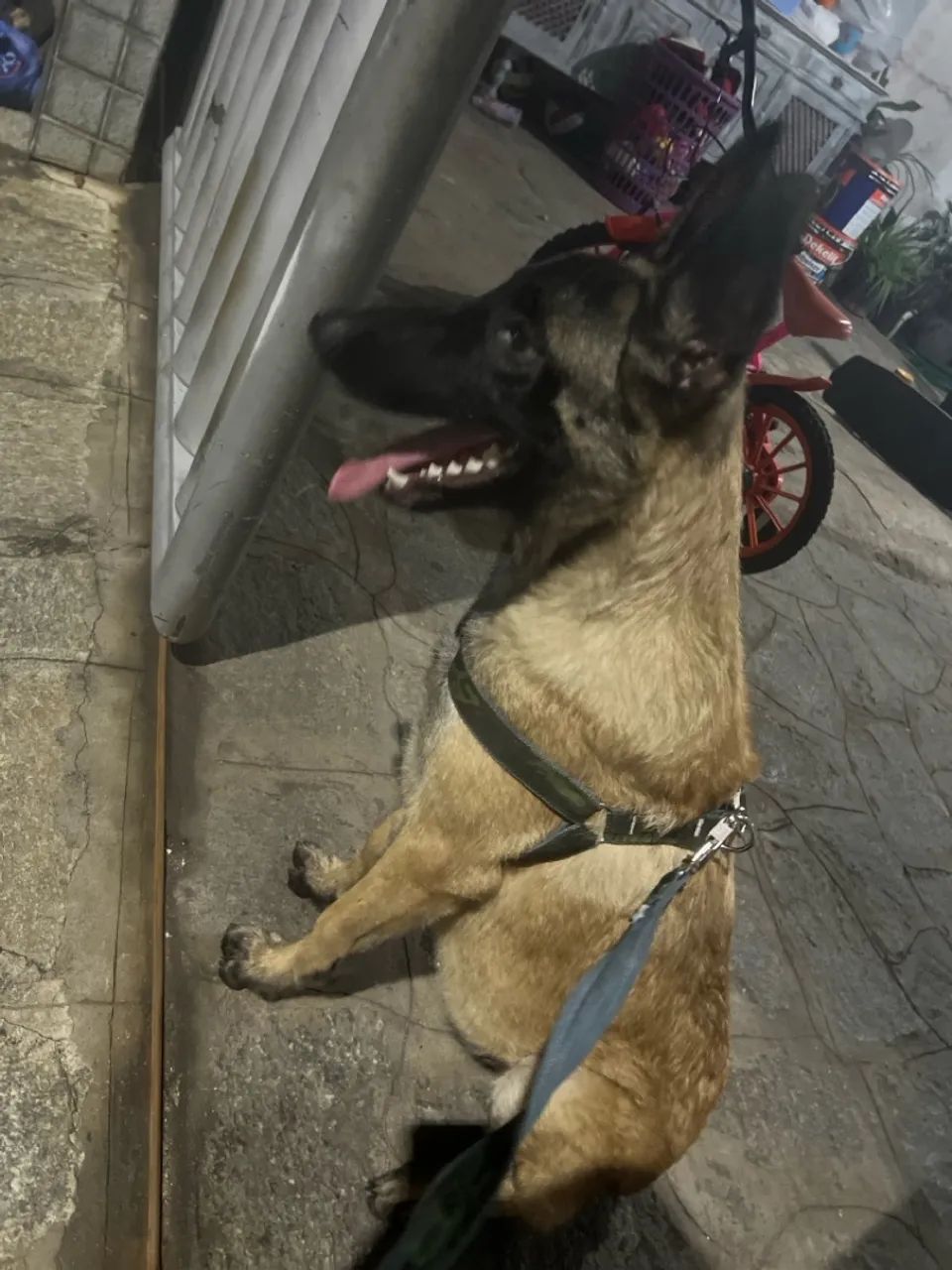 Filhote de Pastor Alemão belga malinois - Foto 3