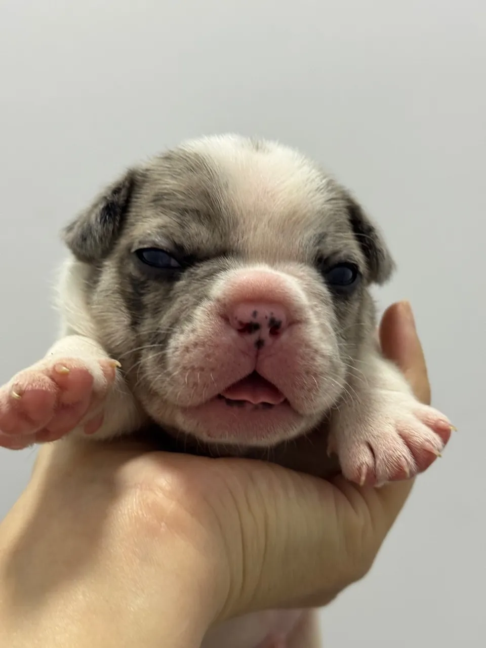 Filhote de Bulldog Francês Exclusivo - Pelagem Rara!