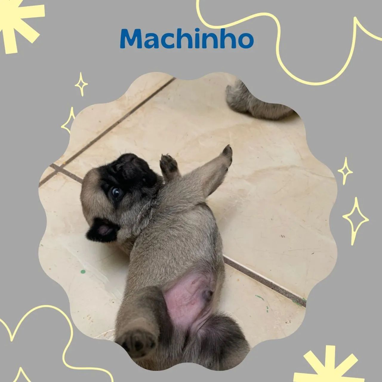 Filhote Pug Macho - Foto 2