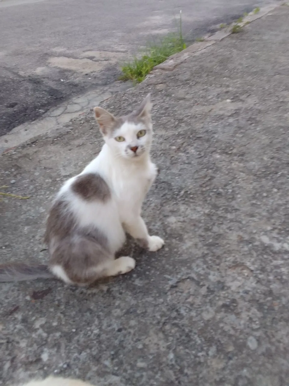Gato branco e cinza de porte médio