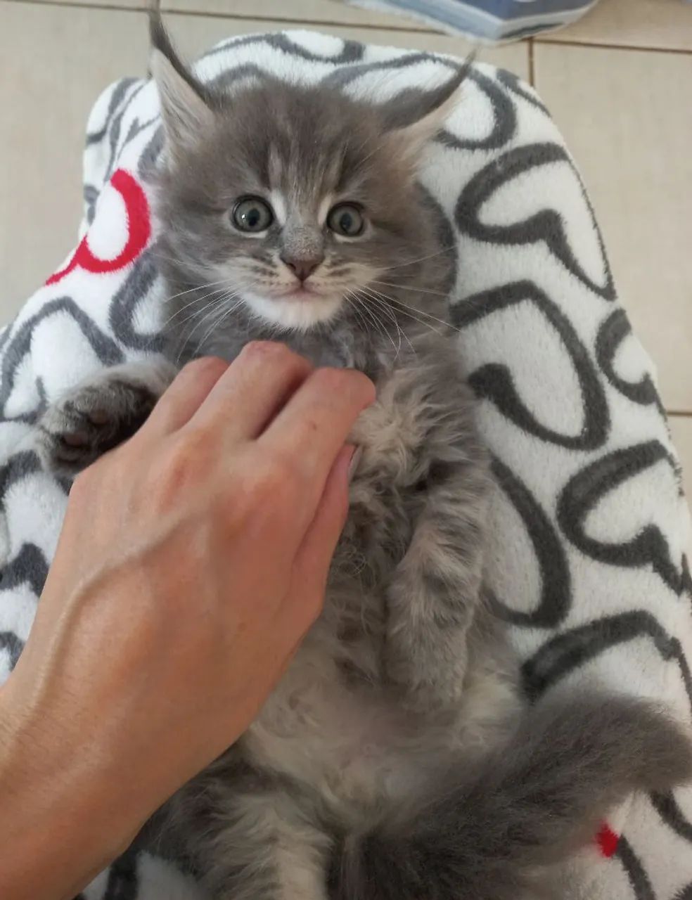 Maine Coon