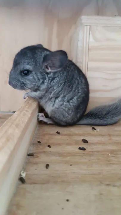 Filhote de Chinchila (macho) - Foto 4