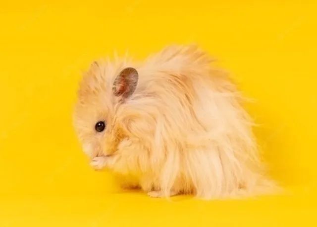 Hamster Sírio - Foto 4