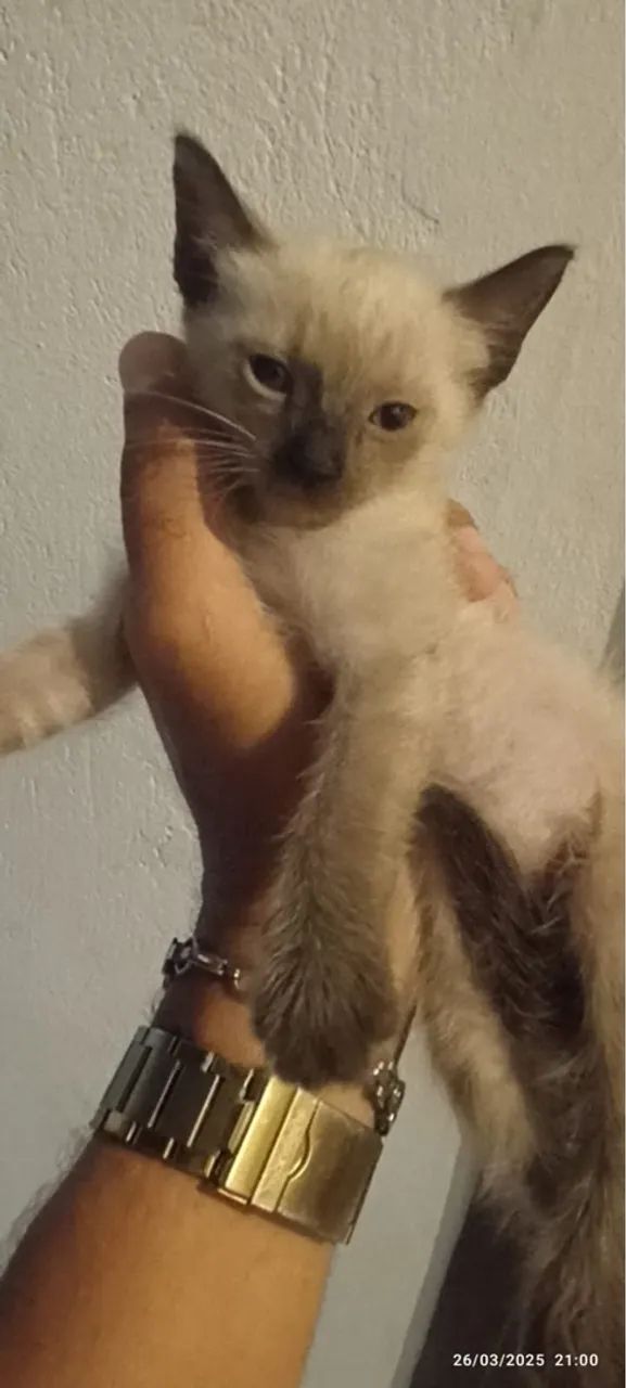 Doação de gatinhos  - Foto 3