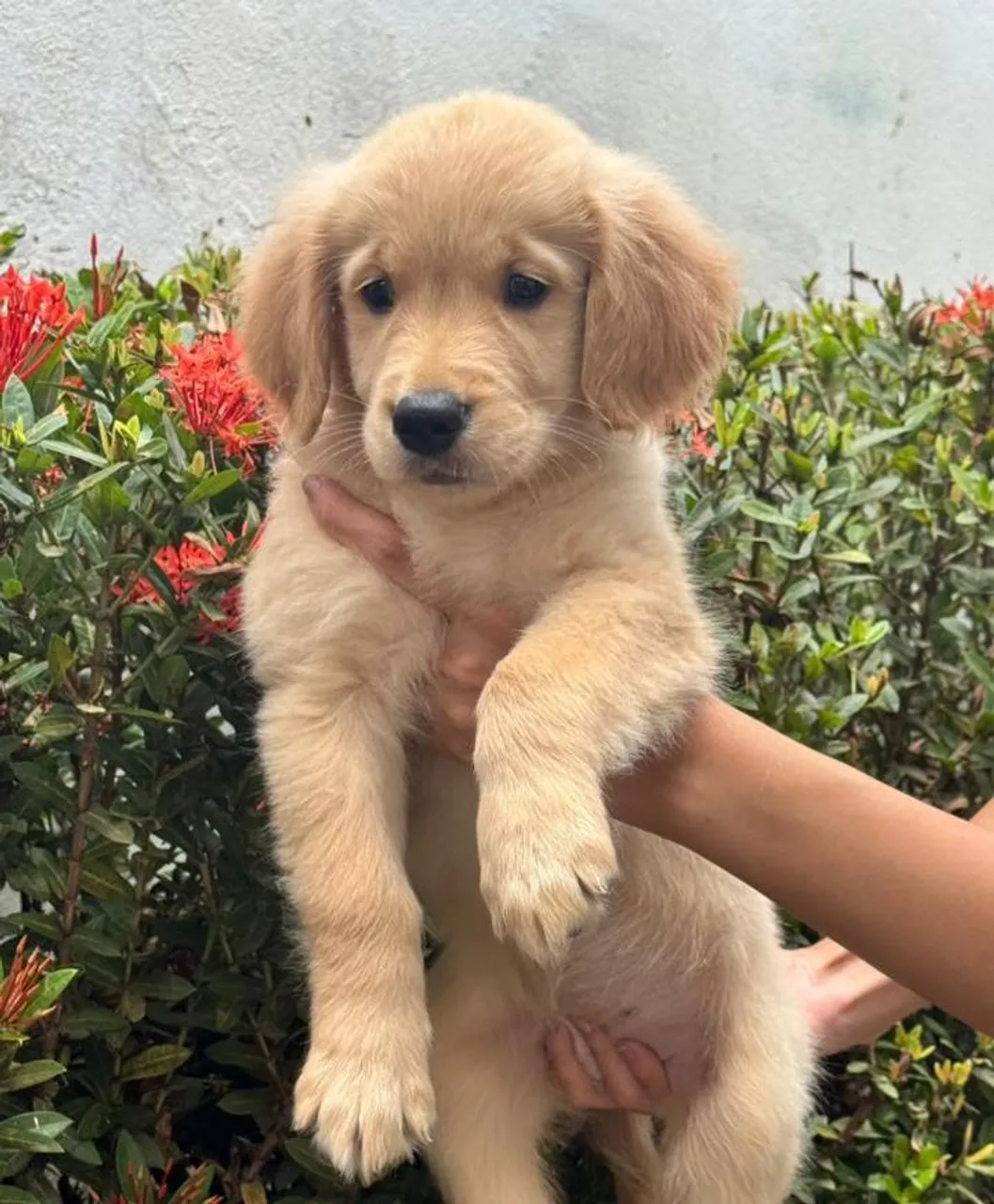  Golden Retriever