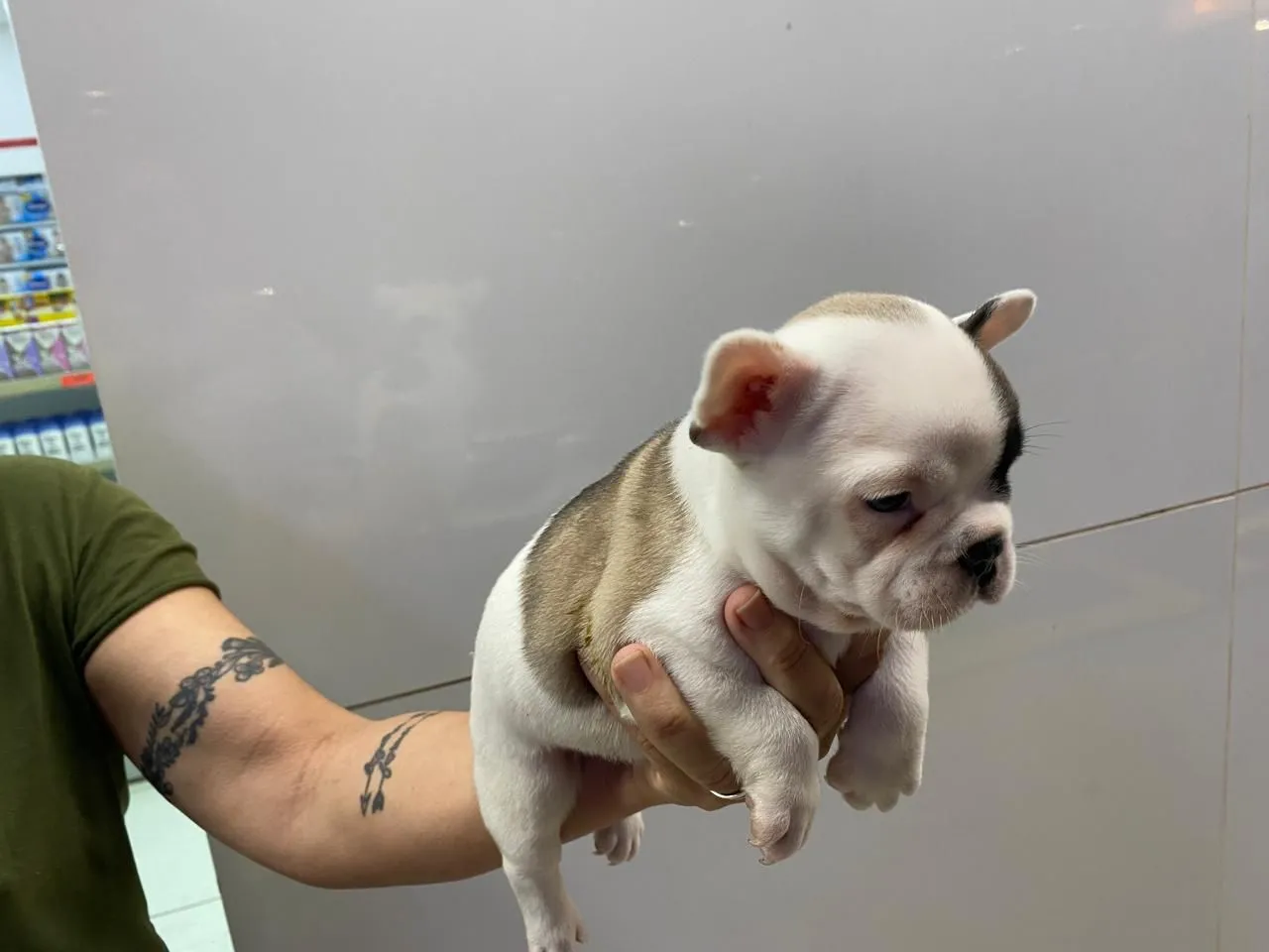 Filhote de Bulldog Francês - Fofo e Charm, macho e fêmea.( venda)so!