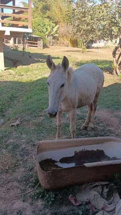 Vendo mula marcha picada  - Foto 4