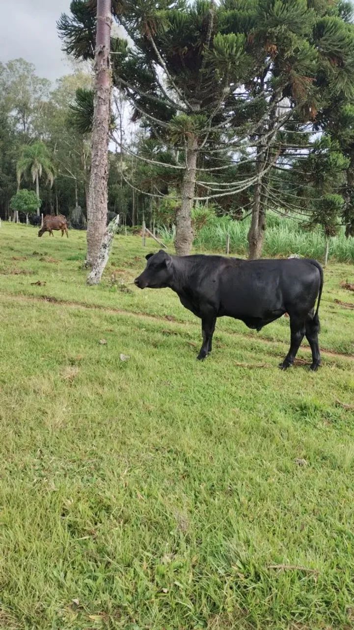 Terneiro de corte (boi) - Foto 5