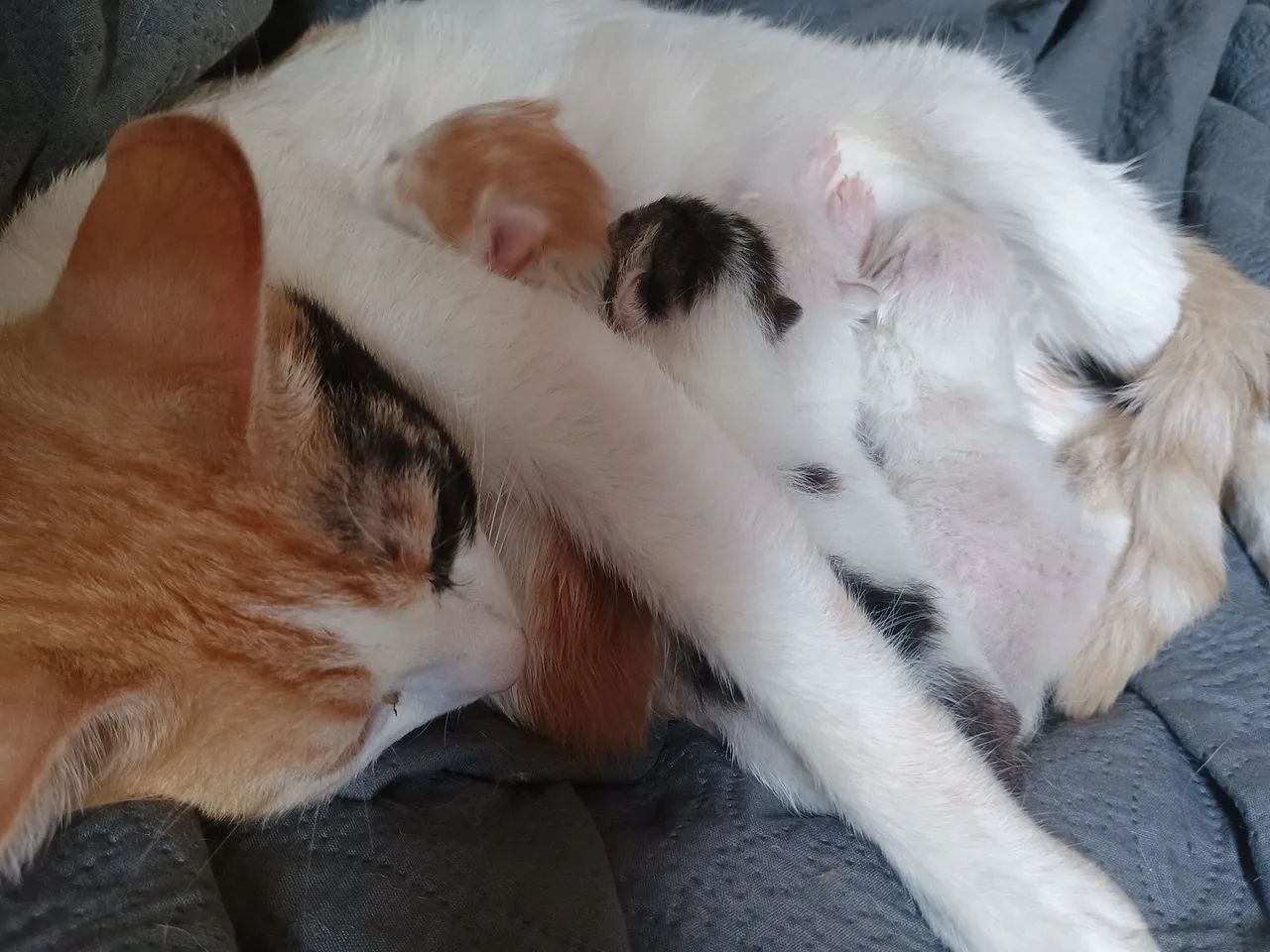 Doa-se gatinhos - Foto 2