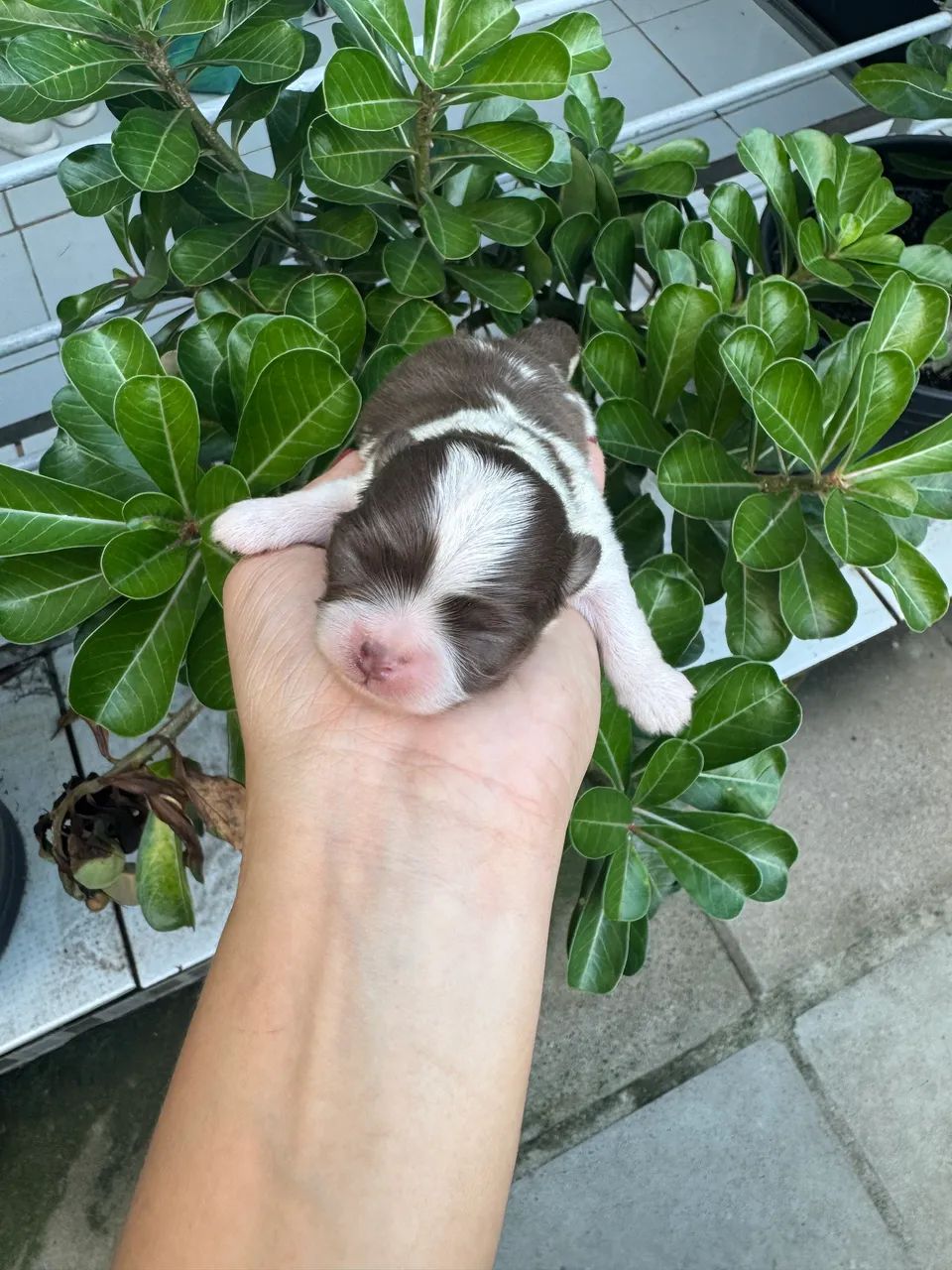 Chihuahua Machos - Foto 2