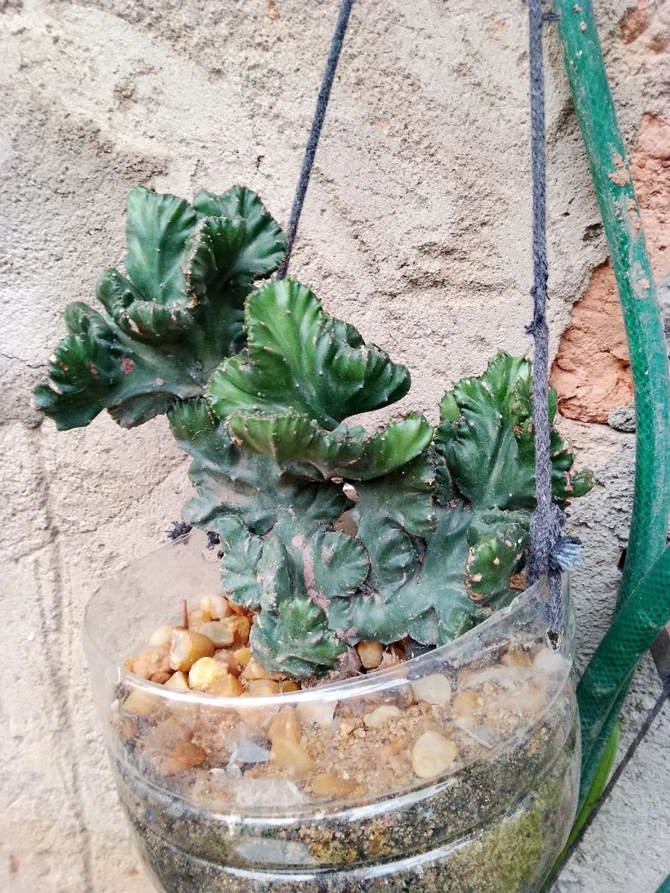 Plantas