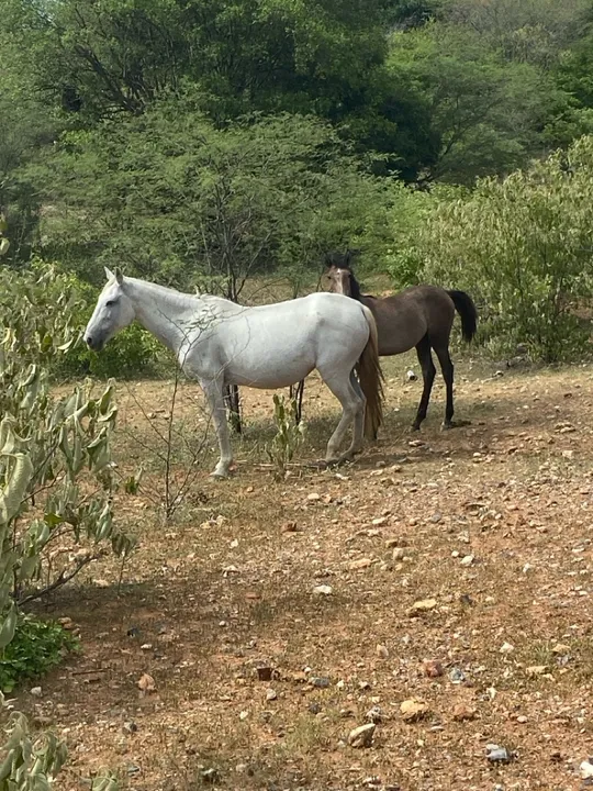 Égua, potro e potra 