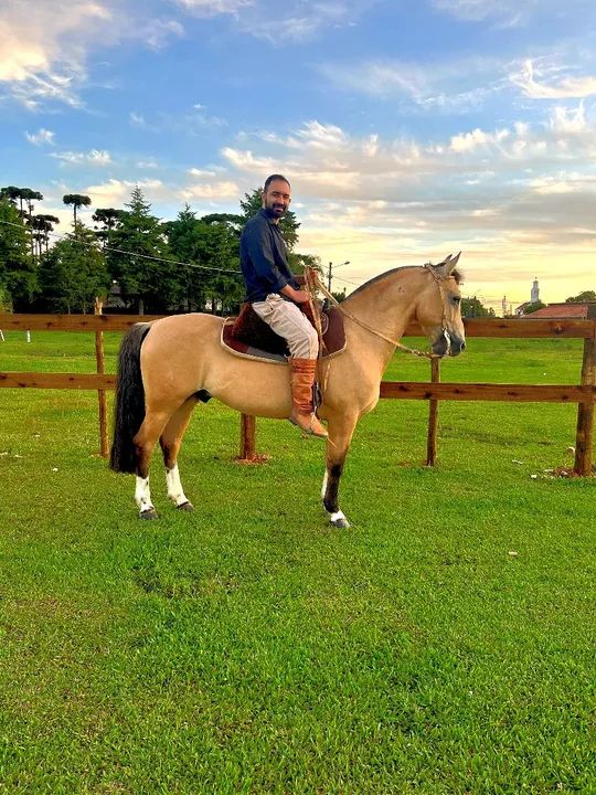 Cavalo Crioulo Confirmado 