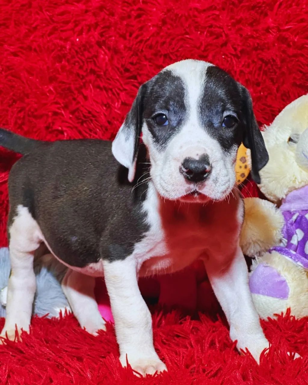 Dogue Alemão fêmea