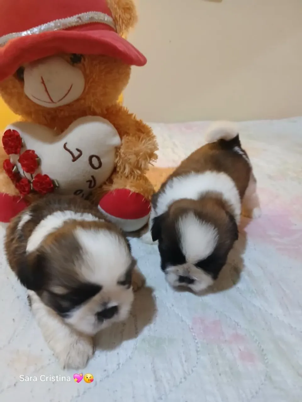 Filhotes fofos Shih Tzu disponíveis!