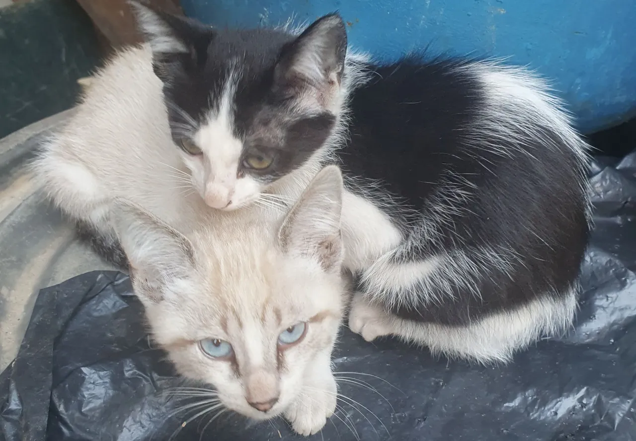 Doa - Se 4 gatinhas idade três meses muito brincalhonas .
