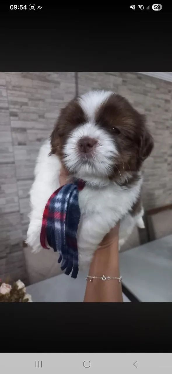 Shih Tzu - Foto 2