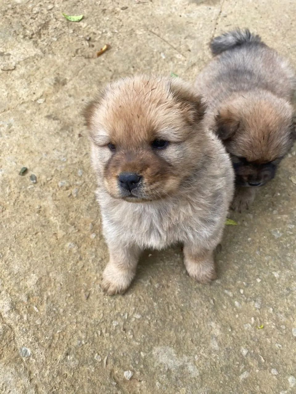 Cachorros chow chow  - Foto 3