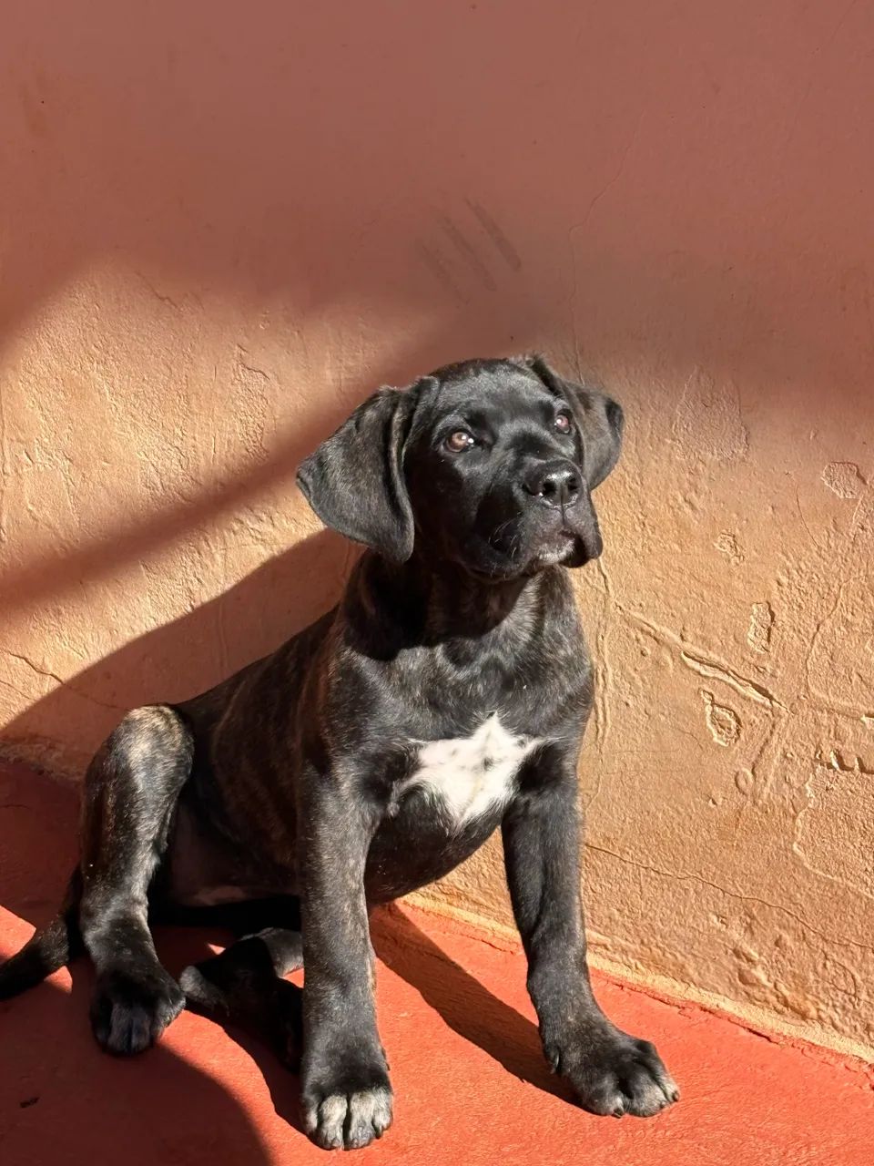Cane Corso Italiano  - Foto 2