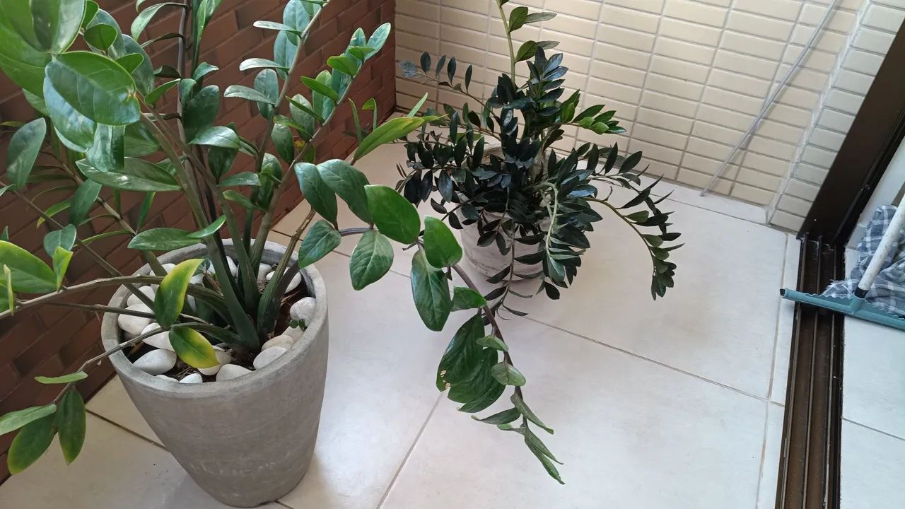 Plantas com vasos - Foto 3