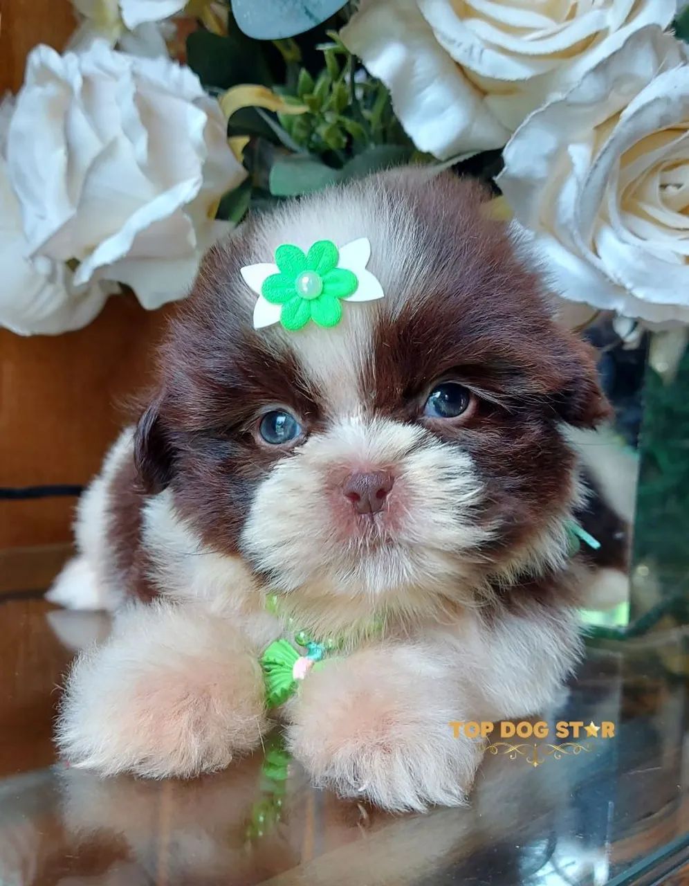 Shih tzu alto padrão 