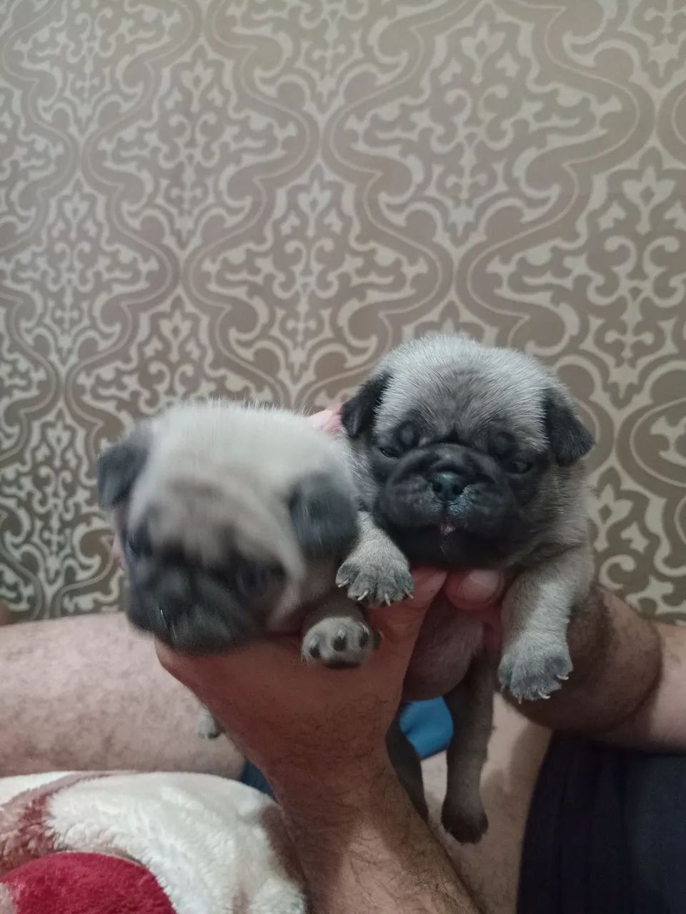 Pug - Foto 3