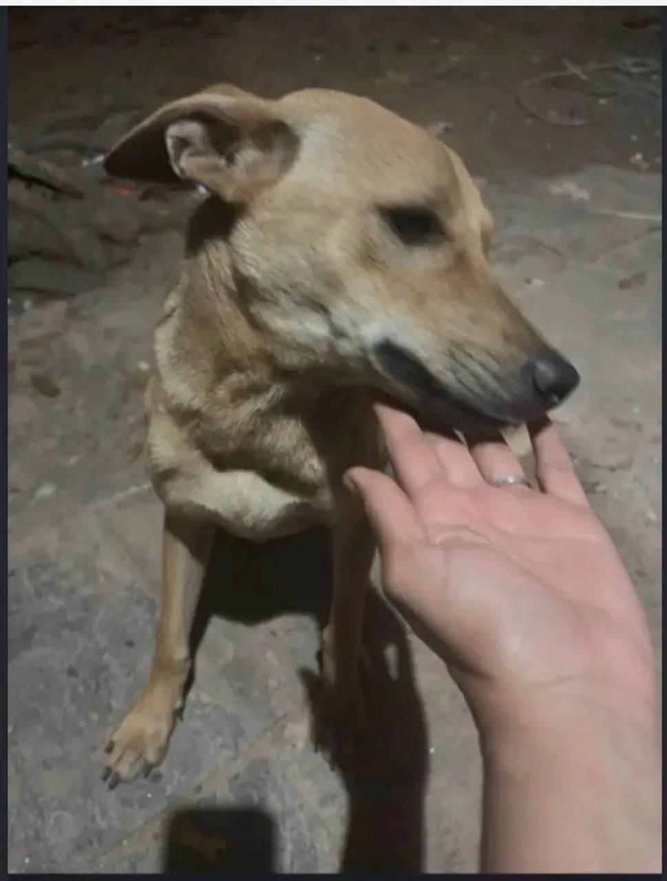 Doação de cachorros - Foto 3