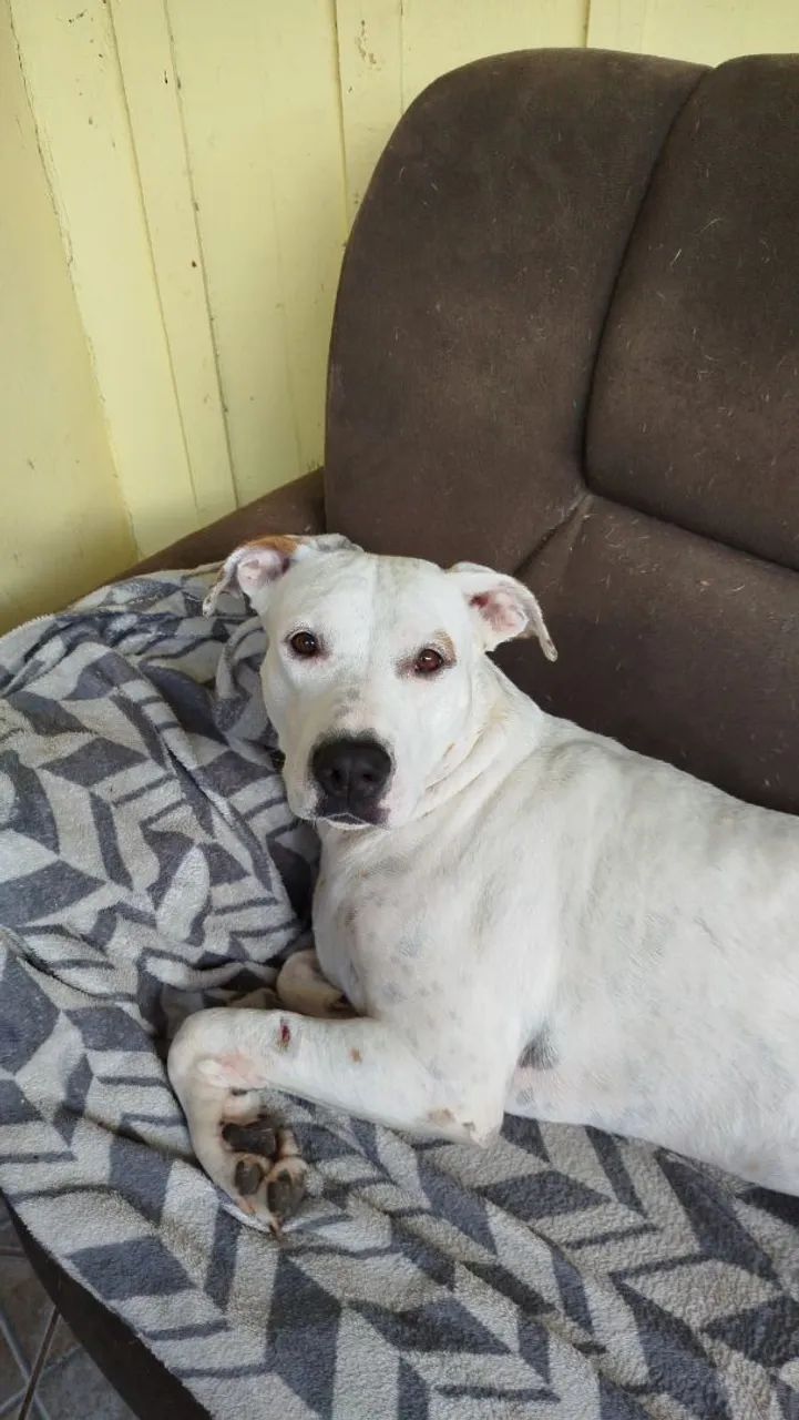 Animais  - Foto 4