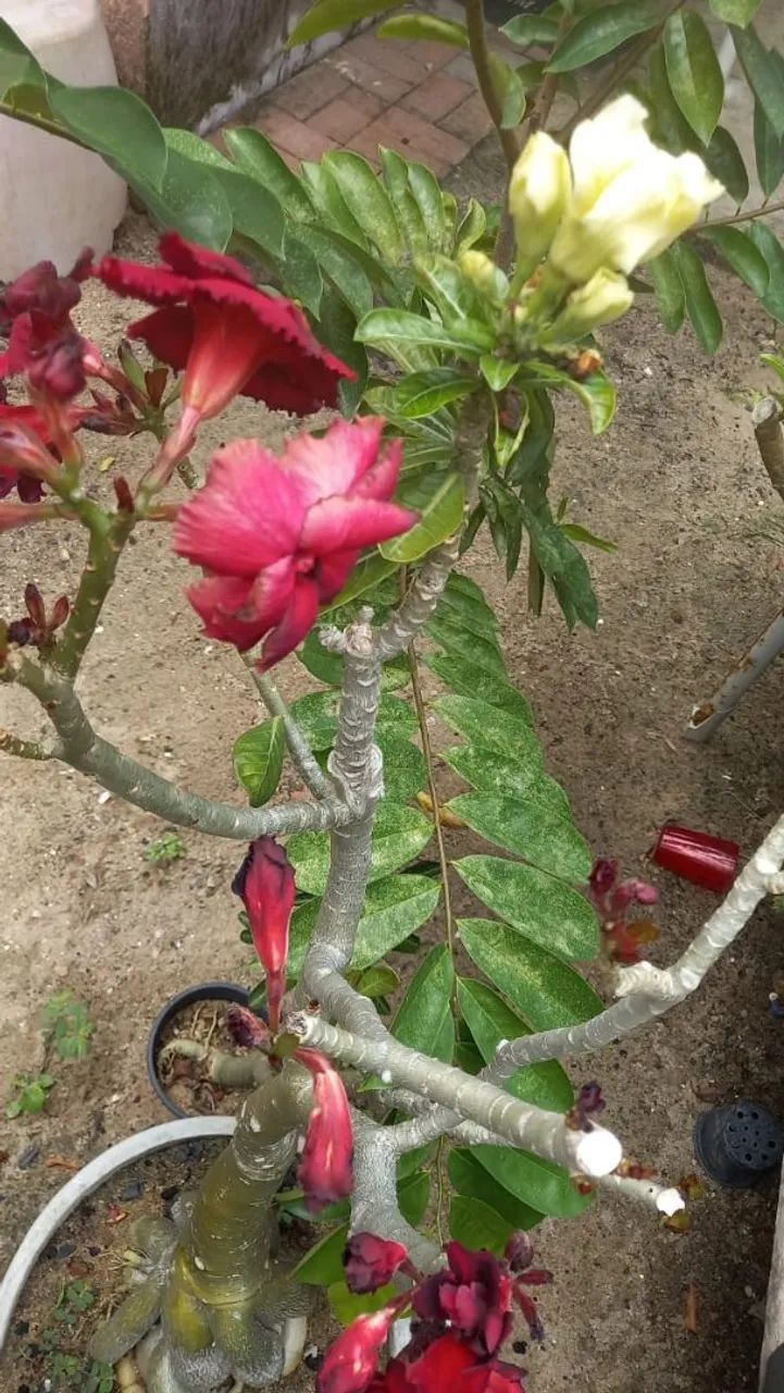Flor do Deserto - Foto 4
