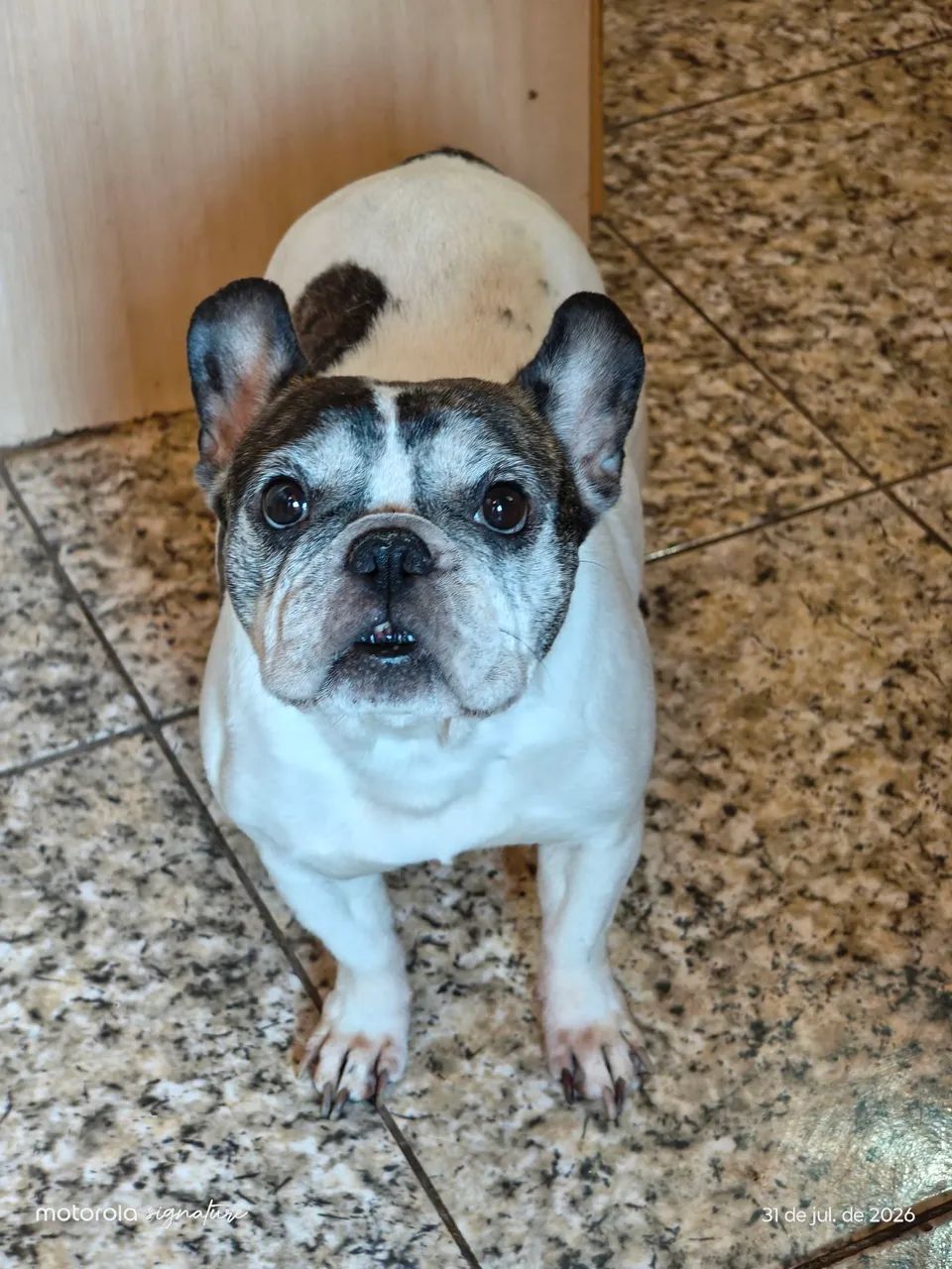 Fêmea de buldogue  - Foto 4