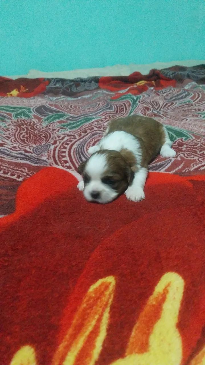 Shih teu 700,09 - Foto 3