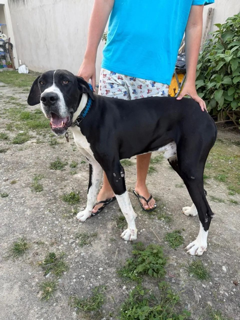 Dog alemão  - Foto 2