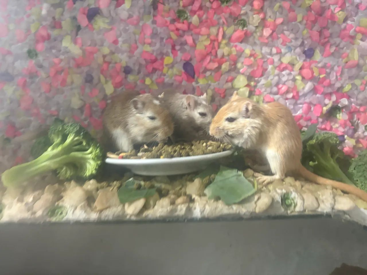 Gerbil, Esquilo da mongólia 
