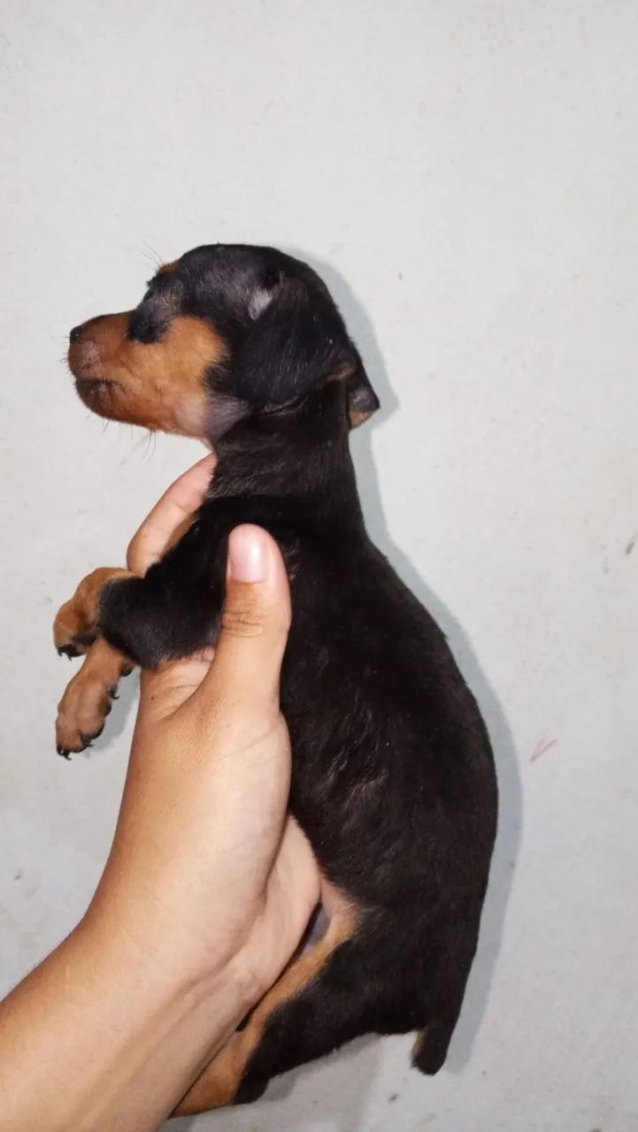 Cachorro pinscher 2 - Foto 2