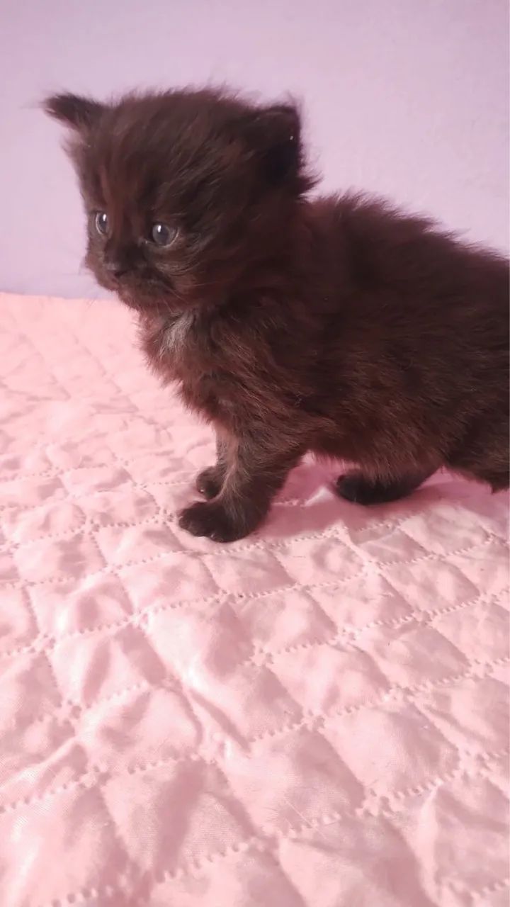 Maine coon  - Foto 5