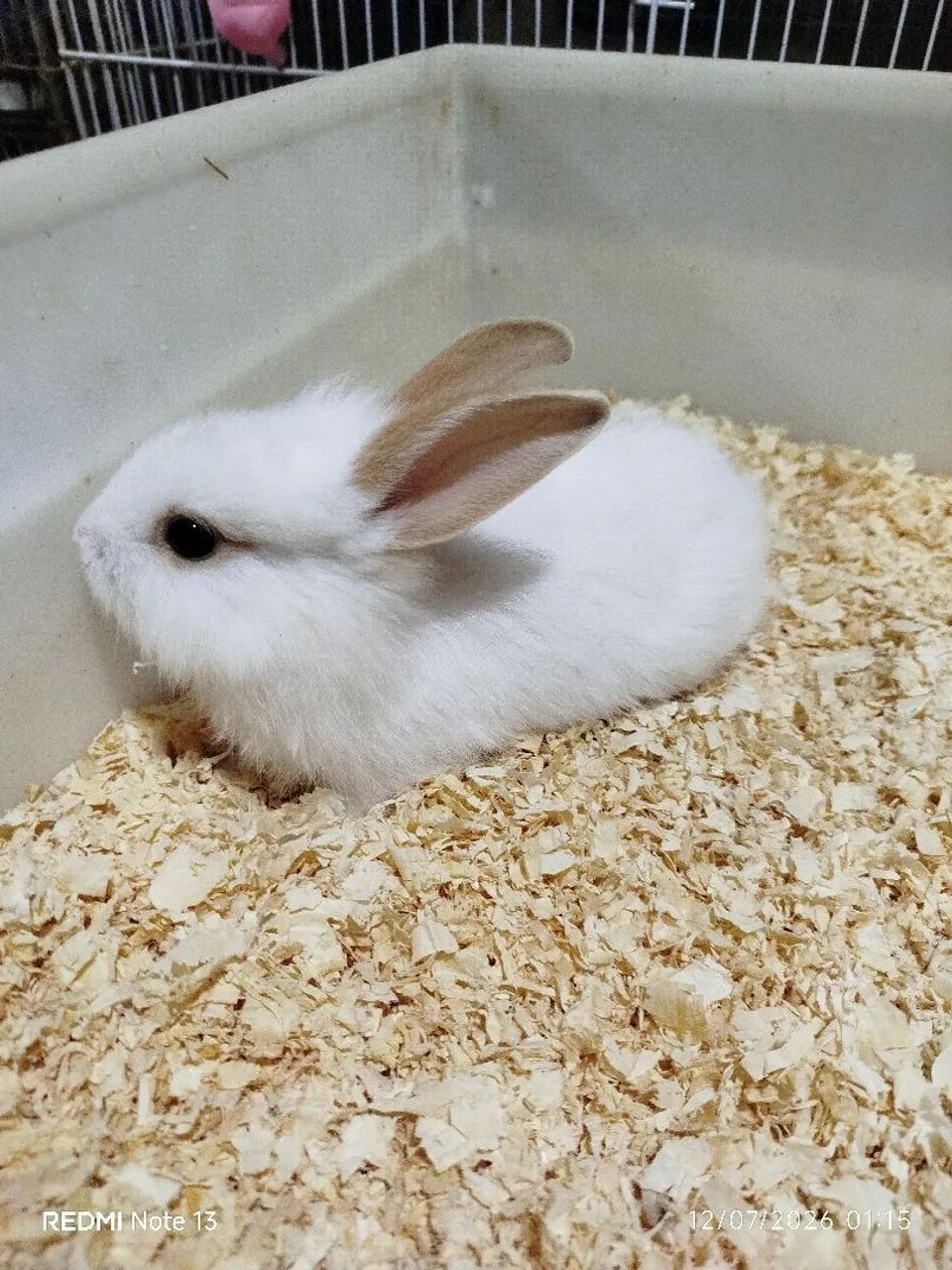 Coelhos  - Foto 3