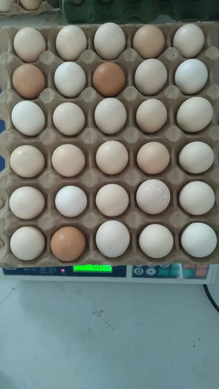 Galinha Caipira/Franga. - Foto 4