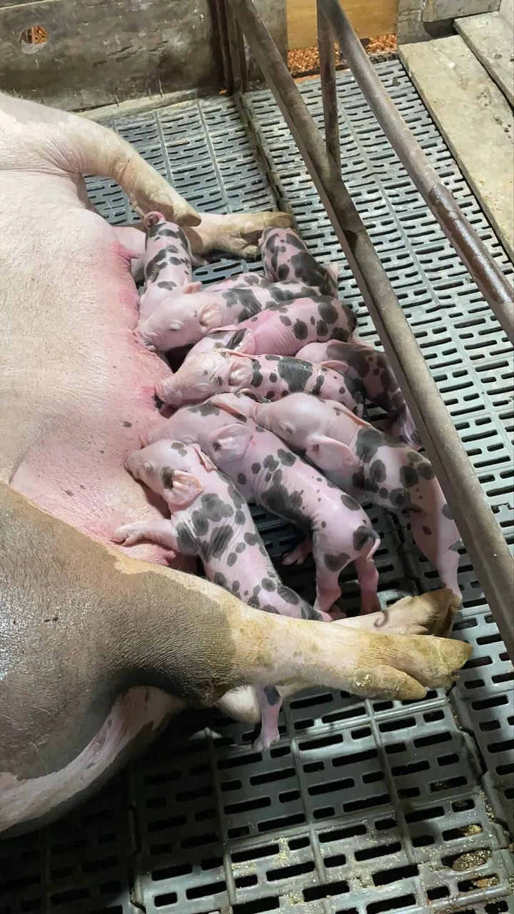 Porcos Pietrain  - Foto 2