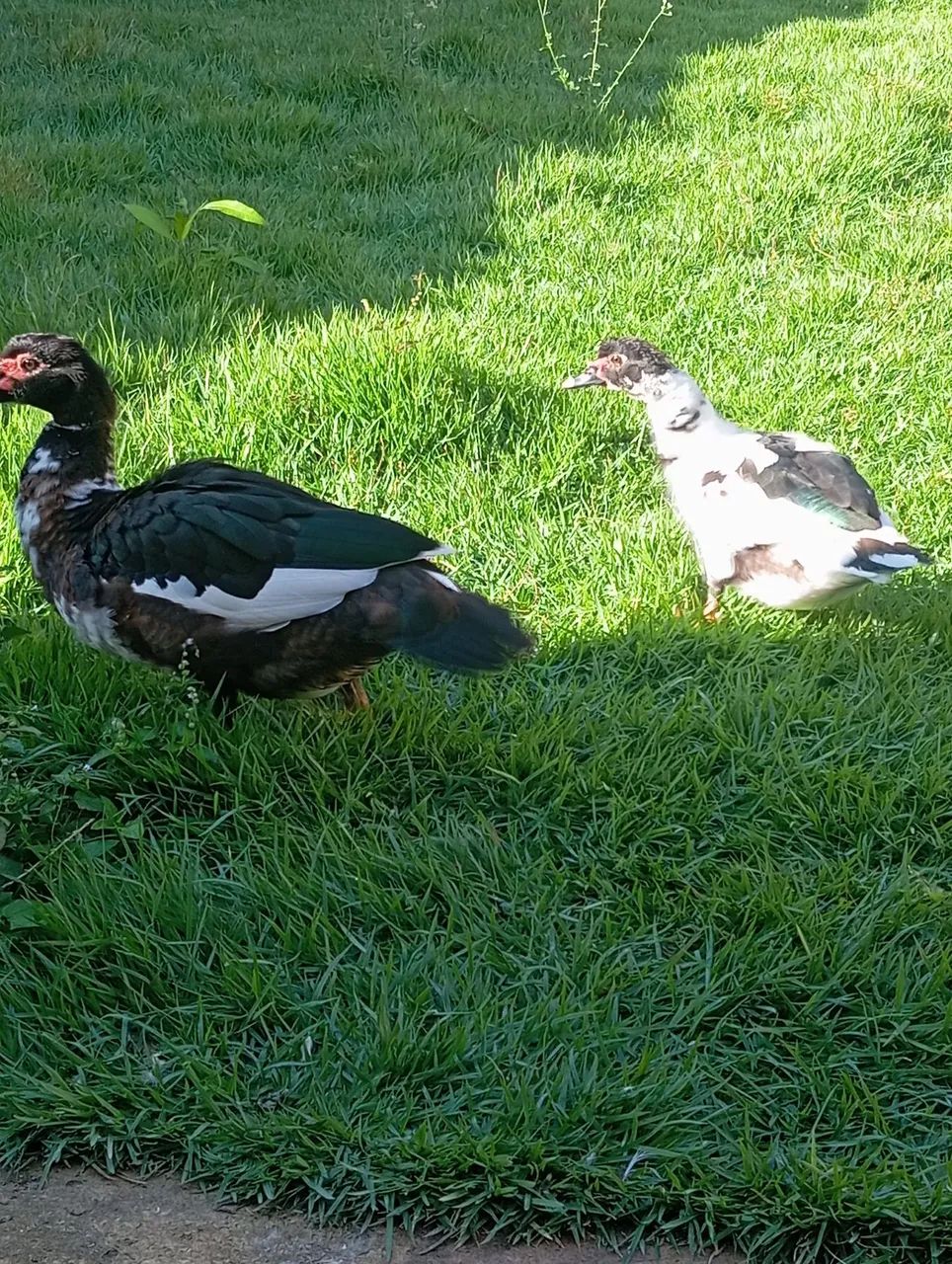 Casal de Patos Grandes - Foto 3